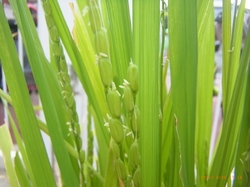 RIMG0260.jpg