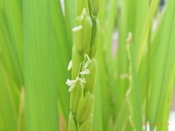 RIMG0261.jpg