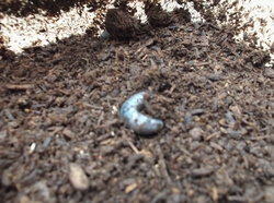 DSCF9539.jpg