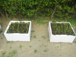 田植え2015.JPG
